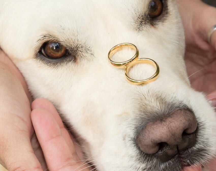 Huwelijk met hond